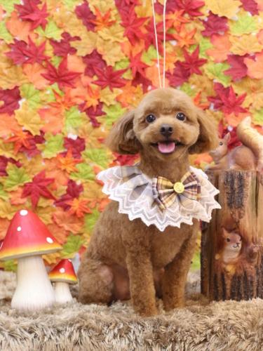 20241124ベルくん